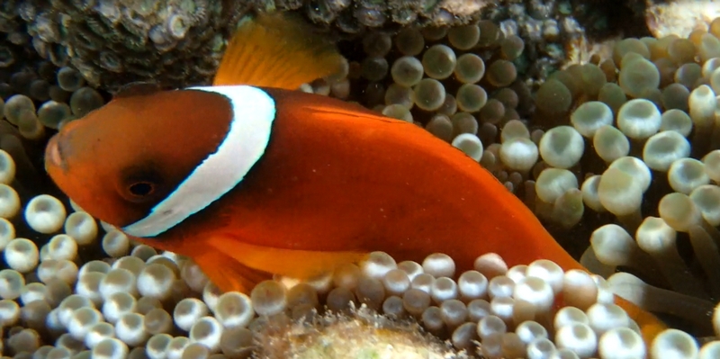 ����g���u����h�~�b�m���V���R���I�[�K�j�b�N�w�A�I�C���y�`���b�v�A�b�v�w�A�I�C���z
���T�C�g